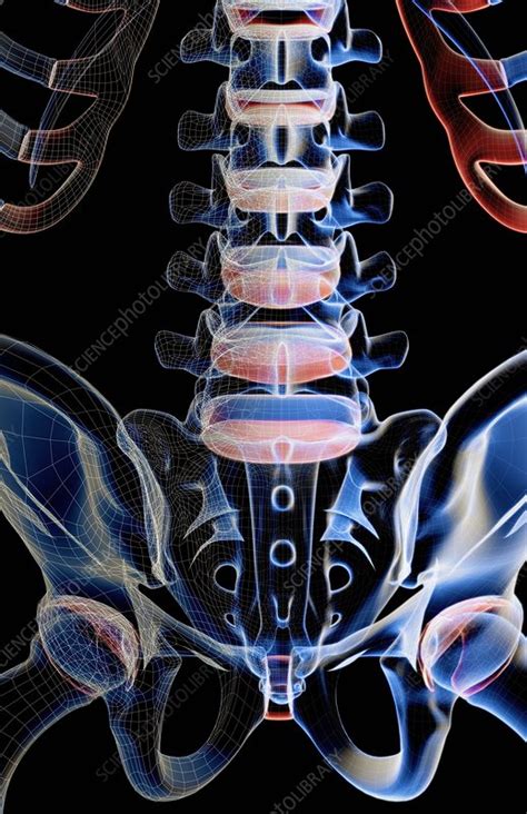 Lower Back Skeletal System
