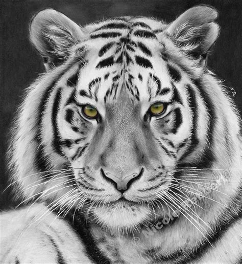Black And White Tiger Drawing By Quelchii On DeviantArt Tiger