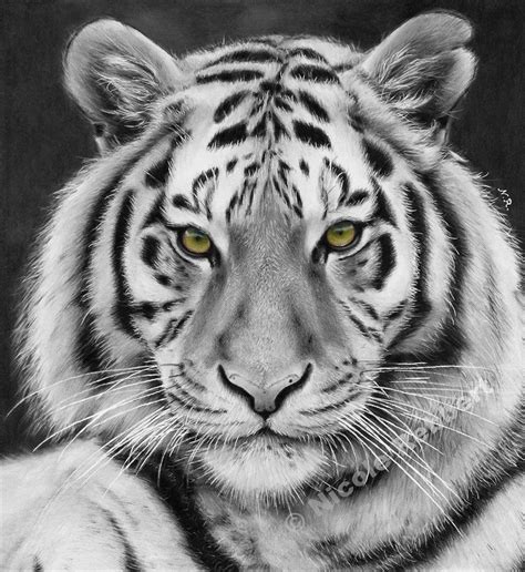 June 03, 2021 drawing tutorial category: Black and White Tiger (drawing) by Quelchii on DeviantArt ...