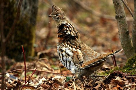 Ruffed Grouse Could Make Indianas Endangered Species List News