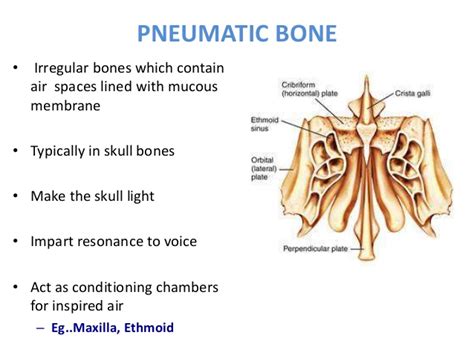 14 poonam bones
