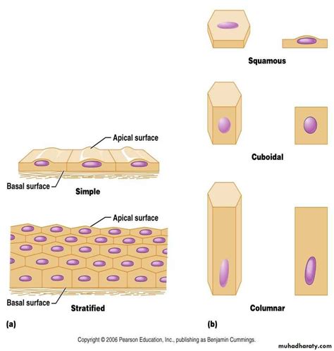 Skeletal Connective Tissue Pptx D Talib Muhadharaty