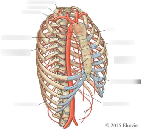 Lab 23 Diagram Internal Thoracic And Anterior Intercostal Arteries
