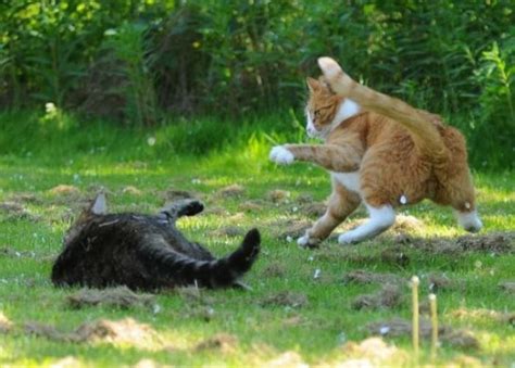Fighting Cats 60 Photos Funny Cat Funny Cat