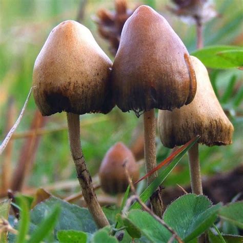 Psilocybin Mushrooms New York All Mushroom Info