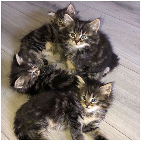 Kittens for sale (From a full long haired Maine Coon) | in Renfrew