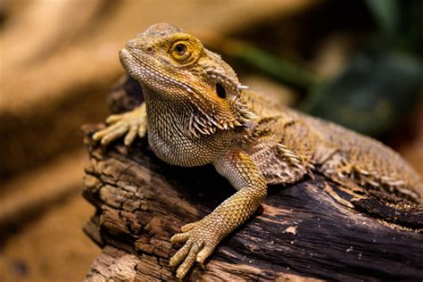 The Most Popular Exotic Pets