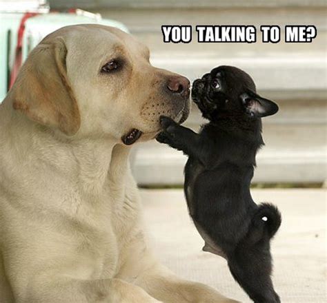 Maybe you would like to learn more about one of these? Funny Pug Dog Meme Pun LOL … | Pinteres…