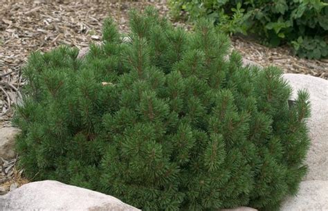 We did not find results for: Pine - Gammon's Garden Center & Landscape Nursery