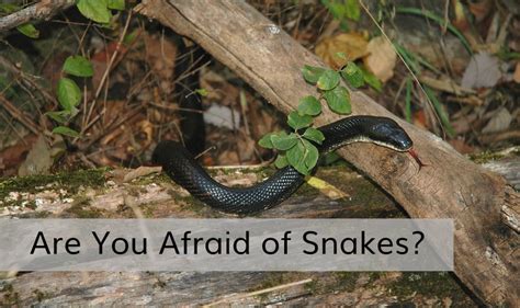 Are You Afraid Of Snakes Missouri Poison Center
