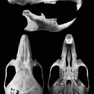Mar 10, 2021 · a espécie recebeu o nome de calassomys apicalis. (PDF) Range extension of Bibimys labiosus (Winge, 1887 ...