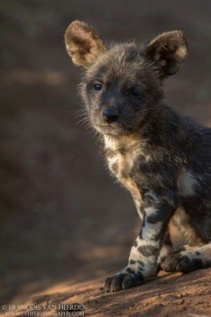Cute african wild dog pet. Pin on Adorable Animals :)