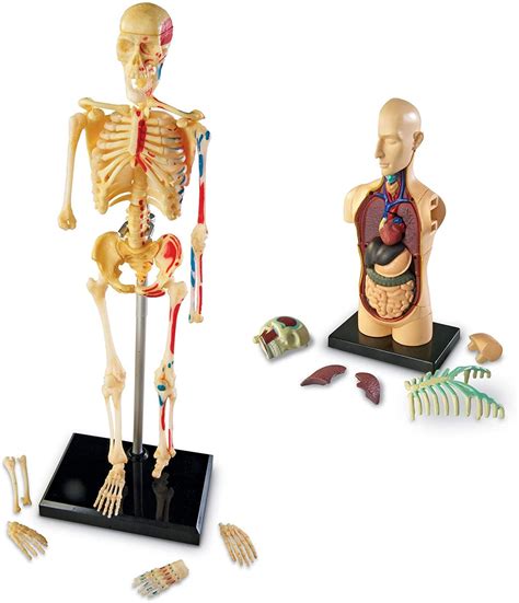 Learning Resources Anatomy Models Set De Modelos Anatómicos De