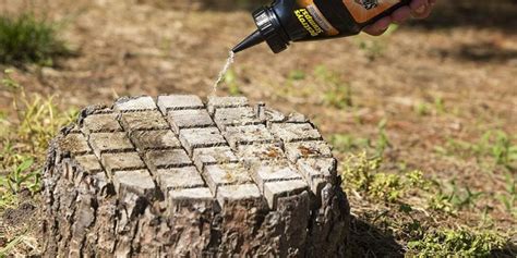 Copper Nails To Remove Tree Stumps - Can You Use Copper Nails to Kill A Tree?