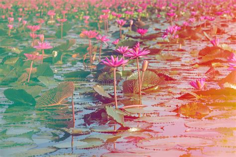 Red Lotus At Thale Noi Lake Phatthalung Thailand Stock Image Image