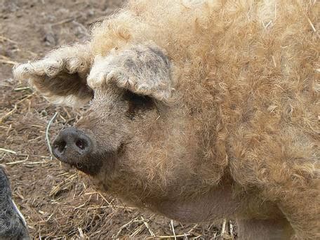 Oxford sandy and black pig is a domestic pig breed having the origin in oxfordshire, england. Curly Hair Hogs - Legend or Reality?