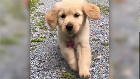 Cuteadorable Golden Retriever Puppies Compilation 4 Youtube
