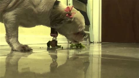 Dog Eating Broccoli Perro Comiendo Brocoli Youtube