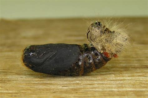 Looking for a synonym for the word symptoms. Diagnose: Synonym Diagnose