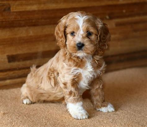 Cockapoos are the perfect family friendly dog that you're kids will love. 10 best Louie - Red Cockapoo images on Pinterest | Red ...
