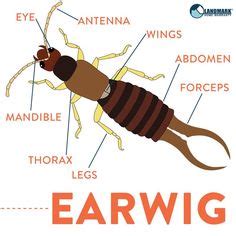 If you are having trouble getting rid of anything from rats to roaches, feel free to look here for advice. What does a cockroach look like? Identify cockroaches with ...