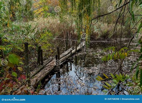 Old Broken Rotten Wooden Bridge On An Overgrown Pond Surrounded By