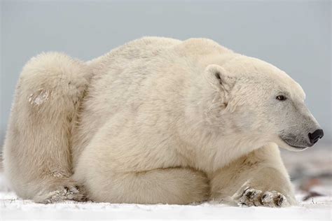 Sparring Polar Bears World Photography Organisation