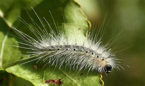 Fall Webworm Moth Caterpillar Hyphantria Cunea Bugguidenet