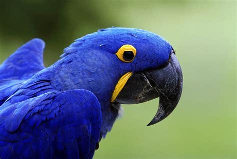 8 Most Intelligent Pet Parrot Species