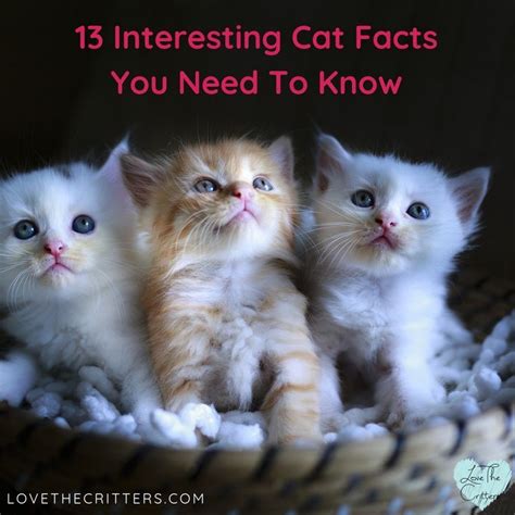 13 Interesting Cat Facts You Need To Know Cat Facts Cats Cat Has Fleas
