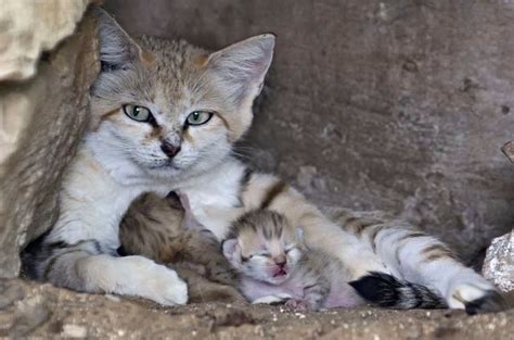 We did not find results for: Rare Sand Cat Who Lost Her Mate Surprises Everyone with a ...