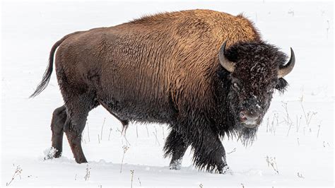 Travel Bucket List Animal Encounters At Yellowstone National Park
