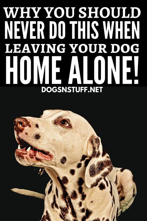 Why You Should Never Do This When Leaving Your Dog Home Alone Your