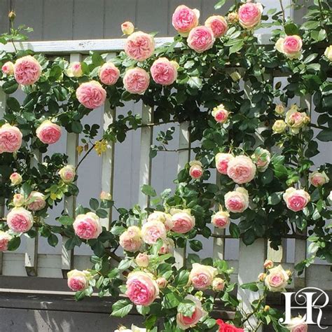 Eden Climber® Rose Garden Design Climbing Roses Trellis Heirloom Roses