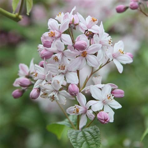 Check spelling or type a new query. Buy deutzia Deutzia × Hybrida Mont Rose: £16.99 Delivery ...