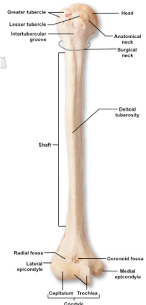 Our aim was to evaluate a… AP Chapter 8 - AP Biology 223 with Utz at University of ...