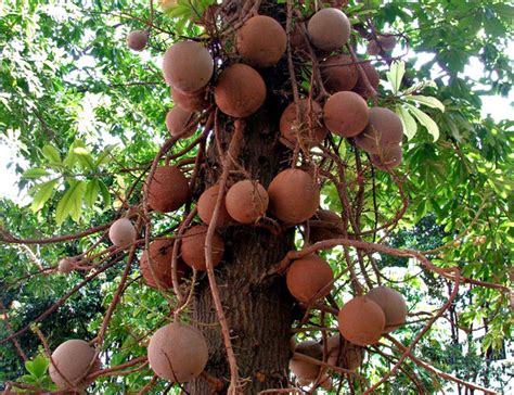 Singapore's cannonball tree fruit seized in china: cannon ball tree fruit | Free stock photos - Rgbstock ...