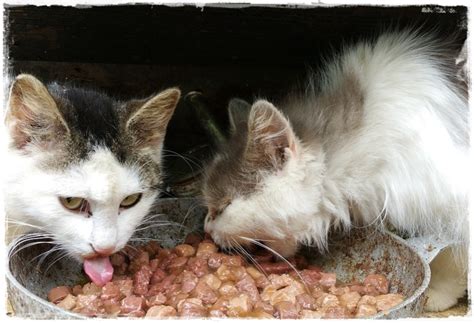 Andai saja kakakku tidak menggodaku waktu itu. Cara Mengatasi Kucing Tidak Mau Makan dan Lemas