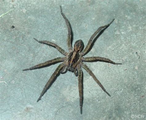Discover more about spiders like how long they live, how many eyes they have, how big uk species can grow and more. Spiders: How Many Are Too Many? (New York, York: house ...