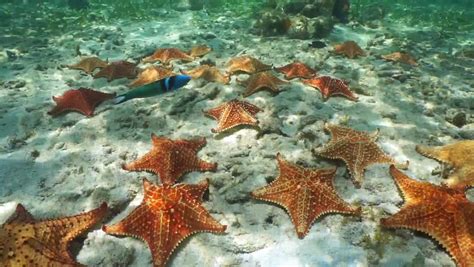 Starfish Moving Across Ocean Floor At Night In Lembeh Strait North
