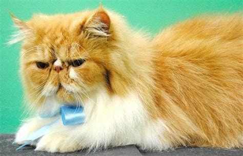 So get a good idea of what you want and find a breeder to ask the specifics. Cat Club of India THE Best Quality Persian Kittens and ...