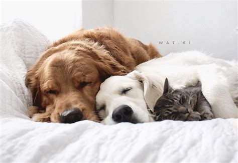 These Two Dogs And A Cat Love To Hug And Nap Together