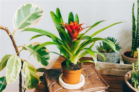 Sansevieria, anthurium, ficus e centinaia di altre piante per il tuo interno casa ti aspettano. Piante da interni. Quali piante puliscono l'aria di casa ...