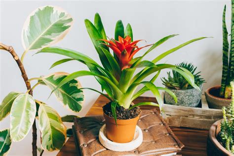 Si prega di ricordare che ogni impianto d'aria è unico a suo modo e può. Piante da interni. Quali piante puliscono l'aria di casa? ⋆ Blog FloraQueen IT