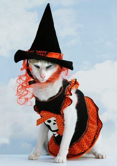 30 Awesome Dog And Cat Halloween Costumes Slideshow Pet Halloween