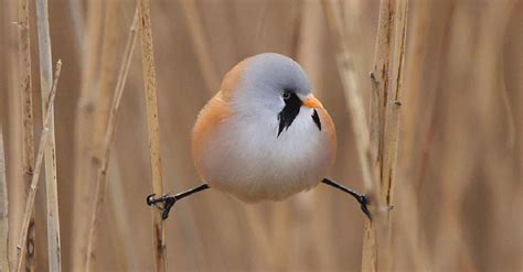 The Bearded Reedling Is The Roundest Bird We Ever Did See