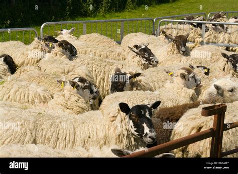 Sheep In A Pen Ready For Shearing Stock Photo Alamy
