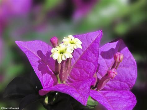There are many good reasons why it is becoming increasingly difficult to encounter a landscape in tucson that doesn't include at least one of these lush. Bougainvillea glabra | - Bougainvillea è un genere di ...