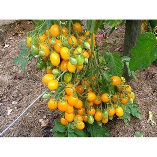 Jual Biji Benih Tomat Cherry Golden Sweet F Rasa Manis Bibit