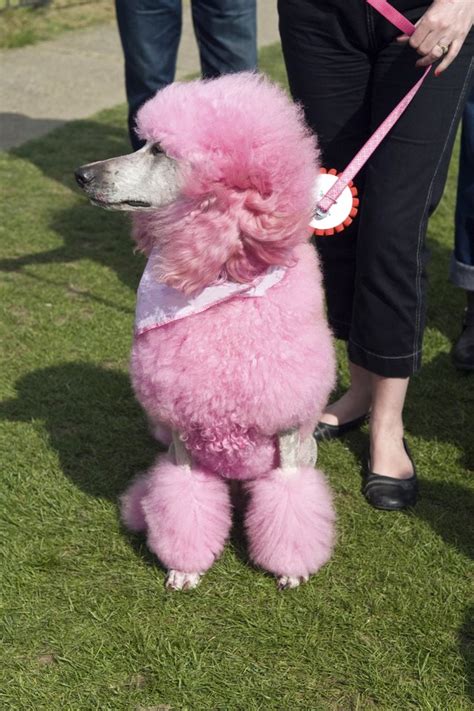 Also, some vegan dog treats are made from upcycled human foods which cut down on waste and protect the environment. How to Dye a Dog With Food Coloring | Cuteness